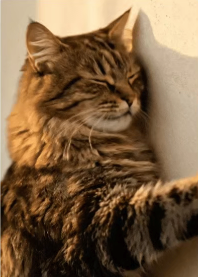 为什么设计师开始拒绝“大白墙”？这才是2026年的豪宅提案